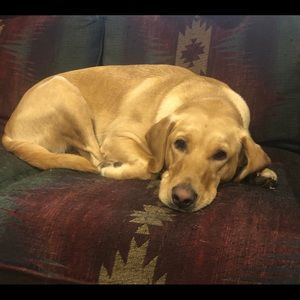 Meet your Posher, Carey